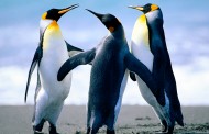 Penguins